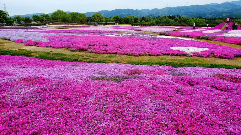 芝桜（世羅高原農場さんより提供）